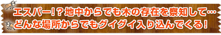 エスパー！？地中からでも木の存在を察知して…どんな場所からでもグイグイ入り込んでくる！