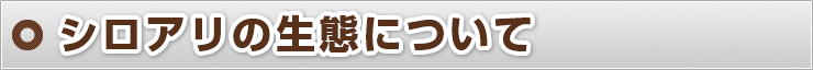 シロアリの生態について