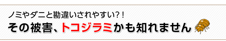 その被害、トコジラミかも知れません