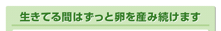 生きてる間はずっと卵を産み続けます