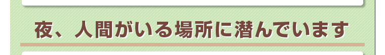 夜、人間がいる場所に潜んでいます